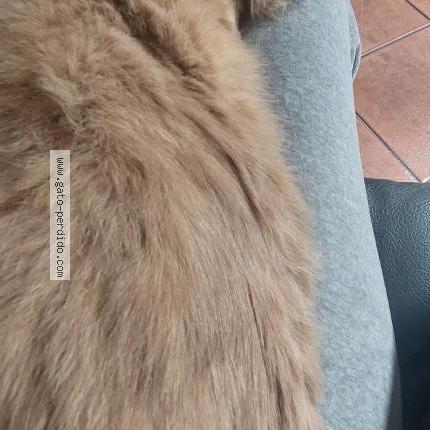 Photo 3/3 TOFFEE Chat lost in Santiago