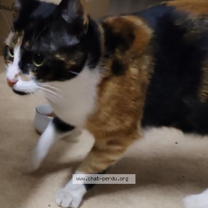 Photo 1/1 Found cat Found in Val de briey mancieulles