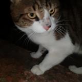 Picture of cat found at Aubagne