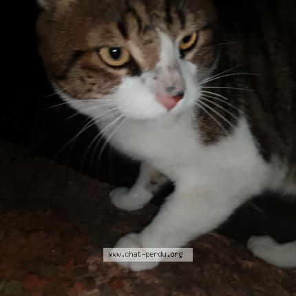 Photo 1/3 Found cat Found in Aubagne