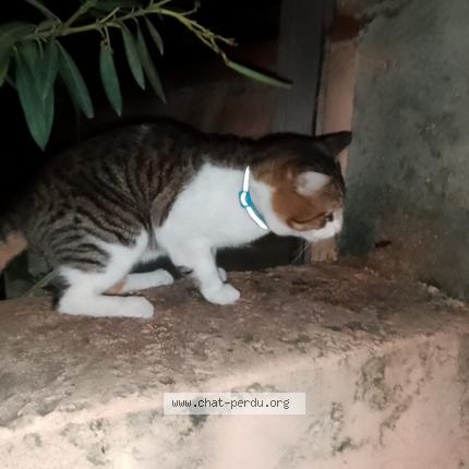 Photo 2/3 Found cat Found in Aubagne