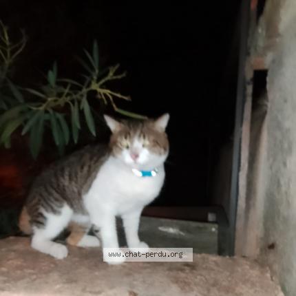 Photo 3/3 Found cat Found in Aubagne