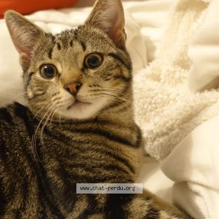 Foto 1/1 Kat teruggevonden Vermist in Uccle
