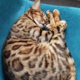 Picture of cat lost at Draguignan