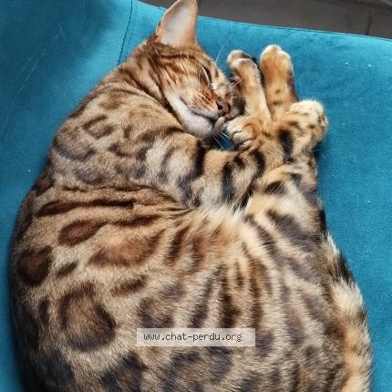 Photo 1/3 Tiana Chat lost in Draguignan