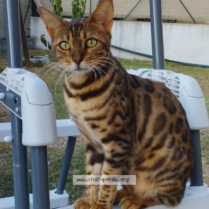 Photo 2/3 Tiana Chat lost in Draguignan