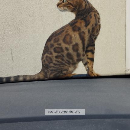 Photo 3/3 Tiana Chat lost in Draguignan