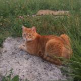 Picture of cat lost at Etampes