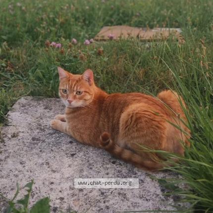 Photo 1/1 Simba Chat lost in Etampes