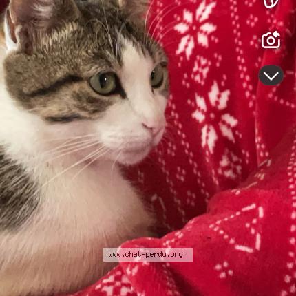 Photo 1/1 Cat reunited Lost in Pagny le chateau