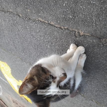 Photo 1/1 Cat reunited Found in 86440 migne auxances