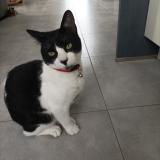 Picture of cat lost at Beuzeville