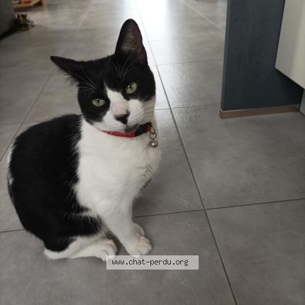 Photo 1/1 Yuzu Chat lost in Beuzeville