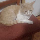 Picture of cat lost at Maipu