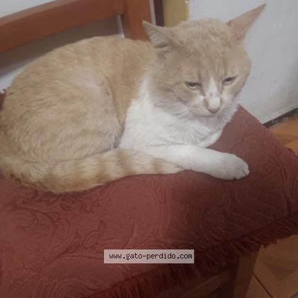 Photo 1/1 Damien Chat lost in Maipu