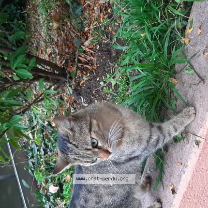 Foto einer gefundenen Katze in Geneve
