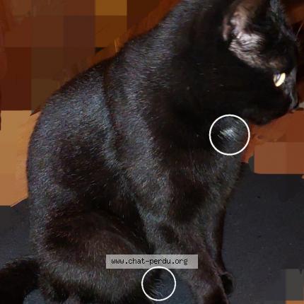 Foto 1/2 Kat teruggevonden Gevonden in Yves Gomezee