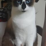 Picture of cat lost at Fabregues