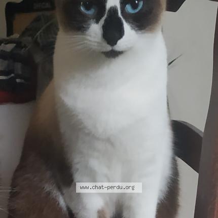 Photo 1/1 Diego Chat lost in Fabregues