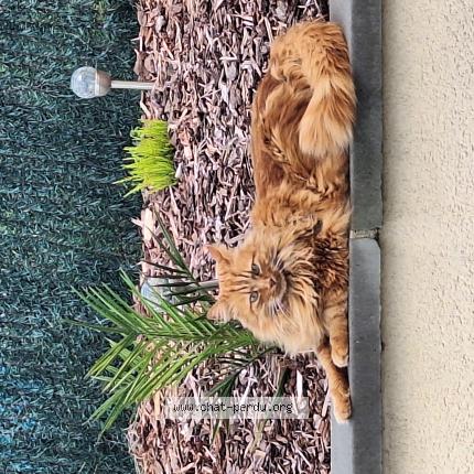 Photo 1/1 Oggy Chat lost in Condat sur vienne