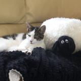 Picture of cat lost at Chailloue