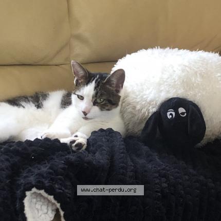 Photo 1/1 Sachat Chat lost in Chailloue