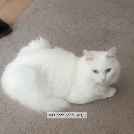 Foto van vermiste kat in Asse