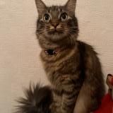 Picture of cat lost at Toulouse