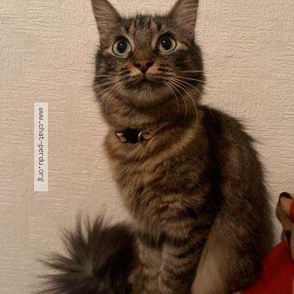 Photo 1/2 Hyuna Chat lost in Toulouse