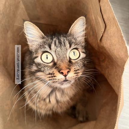 Photo 2/2 Hyuna Chat lost in Toulouse