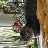 Picture of cat lost at Velaux