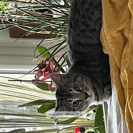 Photo 1/1 Fripouille Chat lost in Velaux