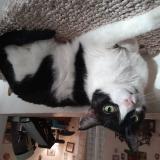 Picture of cat lost at Toulon