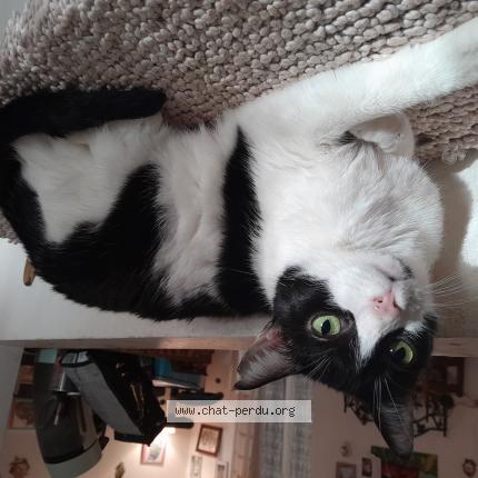 Photo 1/1 Opale Chat lost in Toulon