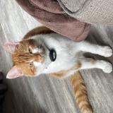 Picture of cat lost at Nantes