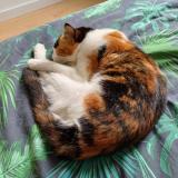 Picture of cat lost at Bambecque