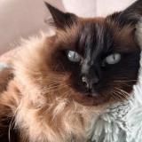 Picture of cat lost at Audenge