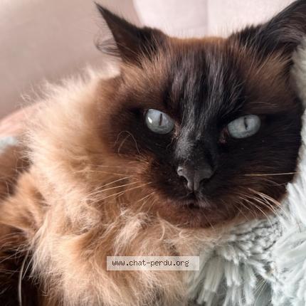 Photo 1/1 DAZLING Chat lost in Audenge