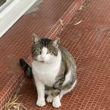 Picture of cat found at Gazinet