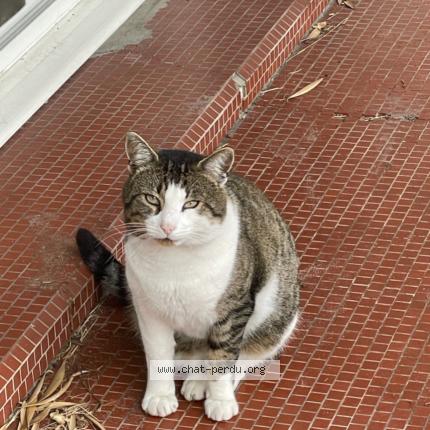 Photo 1/1 Found cat Found in Gazinet