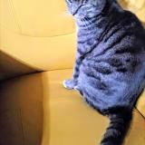 Picture of cat lost at Gazinet