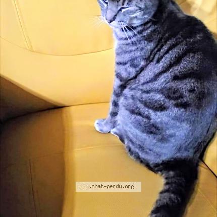 Photo 1/1 Minouche Chat lost in Gazinet