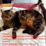 Picture of cat lost at Nieul Le Dolent