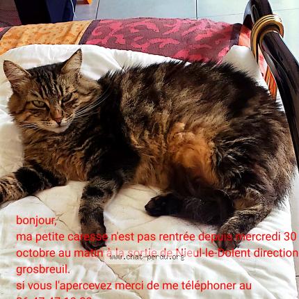 Photo 1/1 Caresse Chat lost in Nieul le dolent