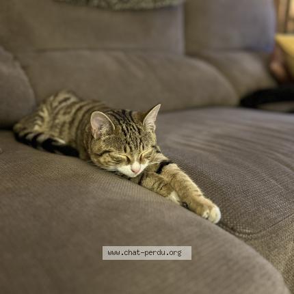 Foto einer gefundenen Katze in La Chaux De Fonds