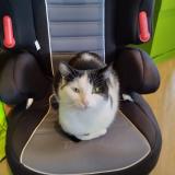 Picture of cat lost at Carquefou