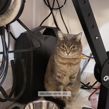 Photo 1/3 Cat reunited Found in Bron