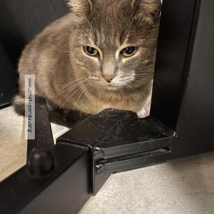 Photo 2/3 Cat reunited Found in Bron