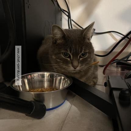 Photo 3/3 Cat reunited Found in Bron