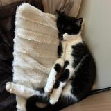 Picture of cat lost at Montmeyran